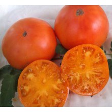 Редкие сорта томатов Доктор Виче 